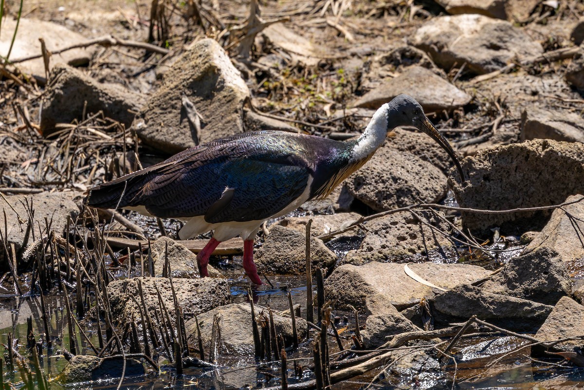 Straw-necked Ibis - Carol Popple