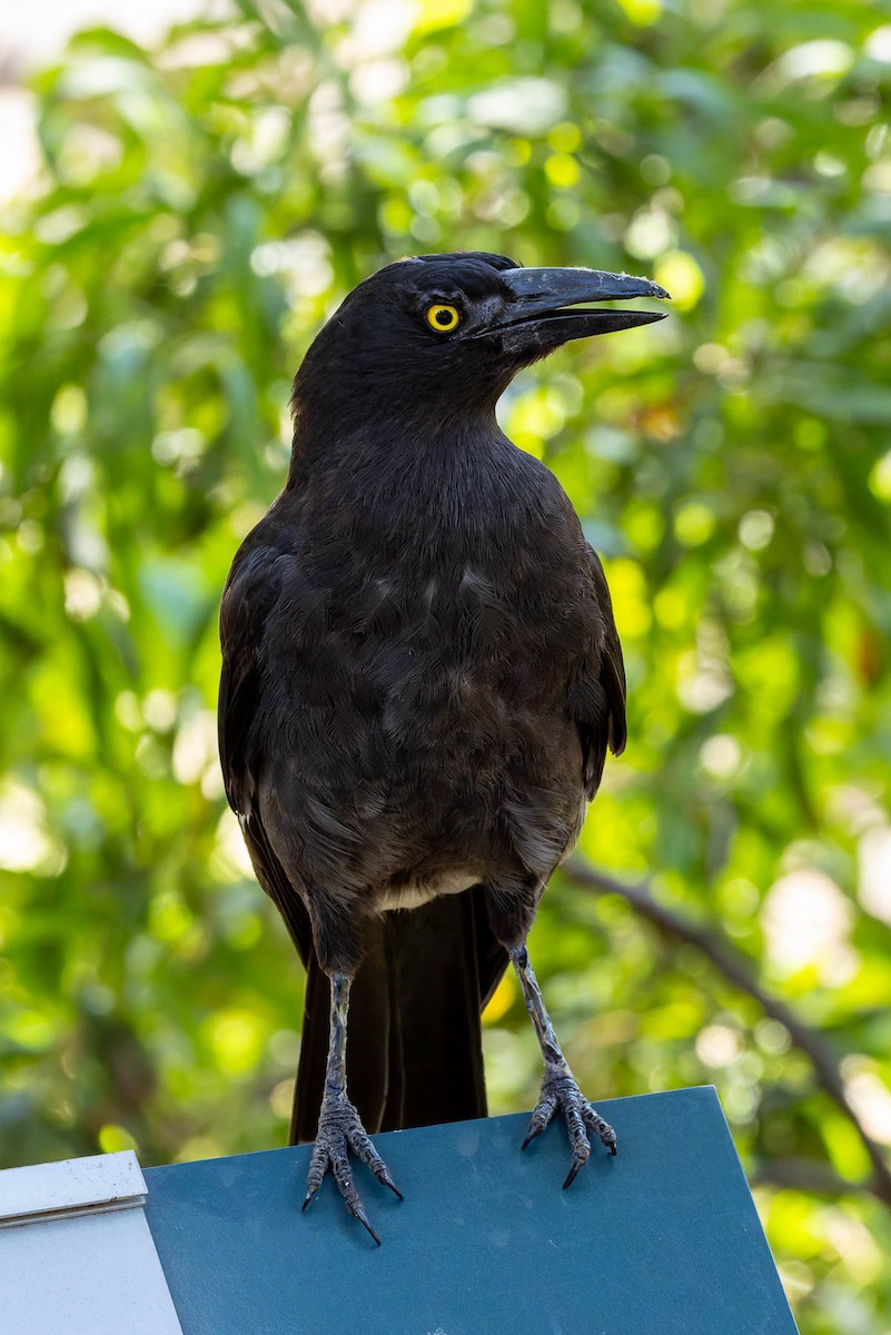 Куравонг строкатий - ML648854101