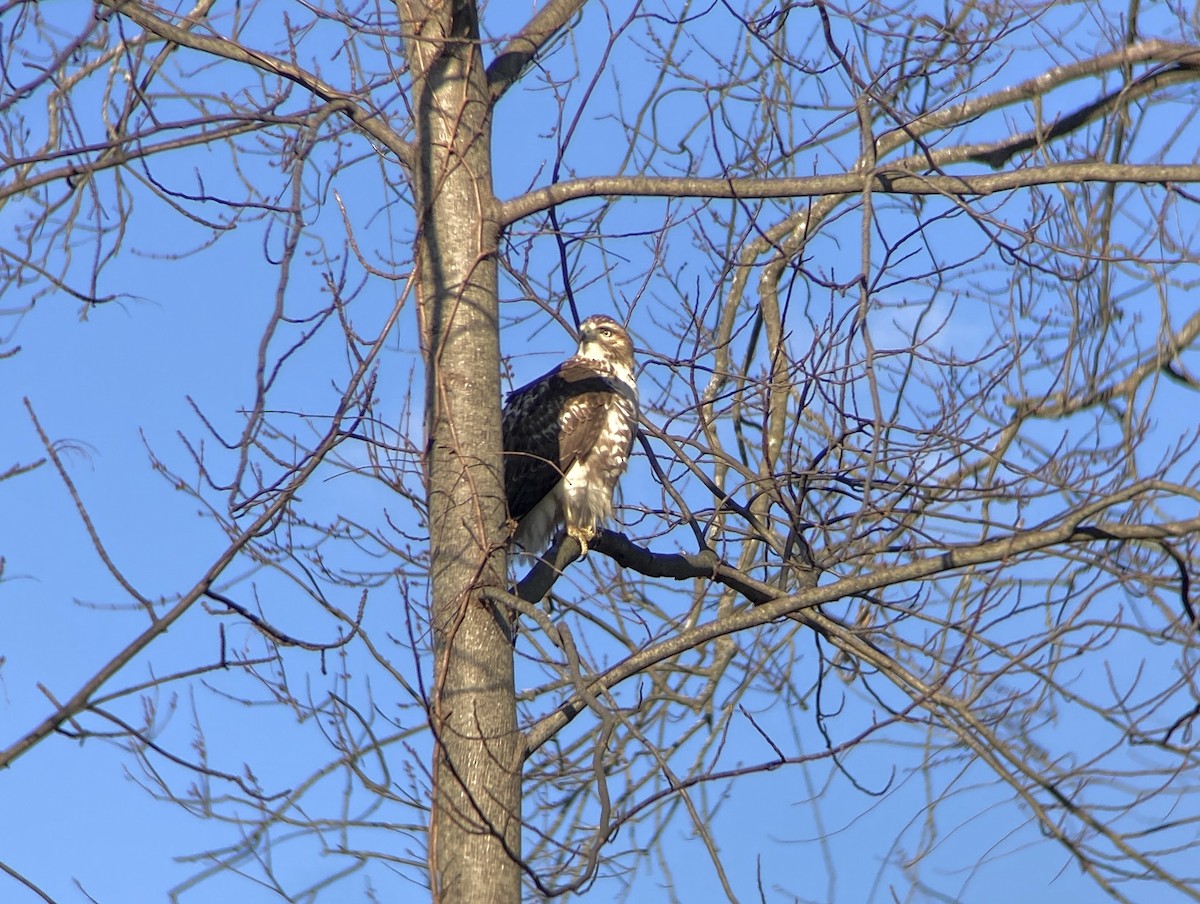 Канюк неоарктичний - ML648854295