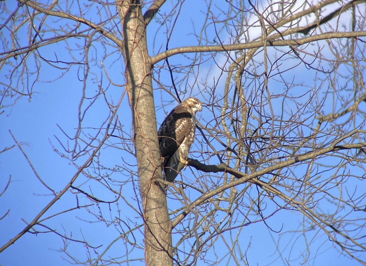 Канюк неоарктичний - ML648854296