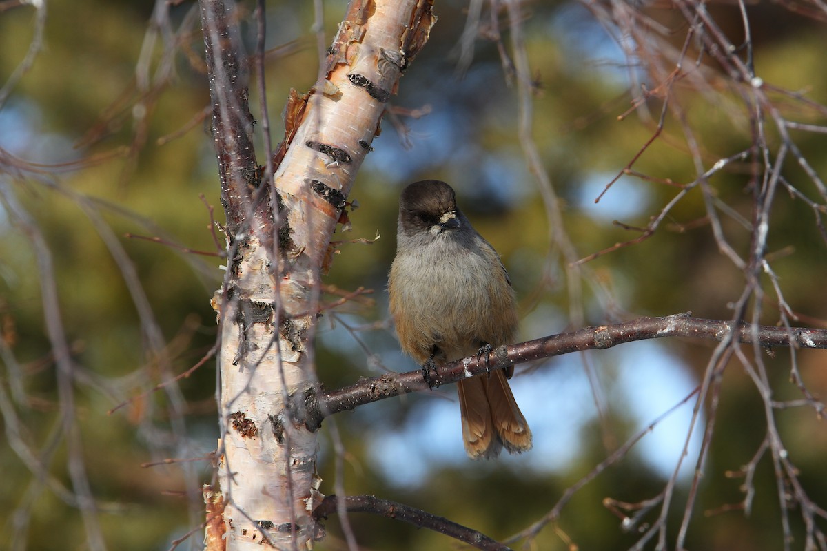 Siberian Jay - ML64885461