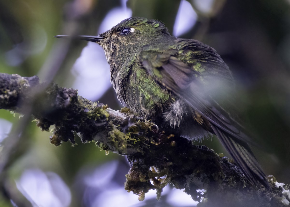 Viridian Metaltail - ML648854749