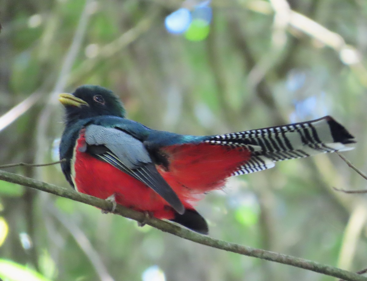 Collared Trogon - ML648854759