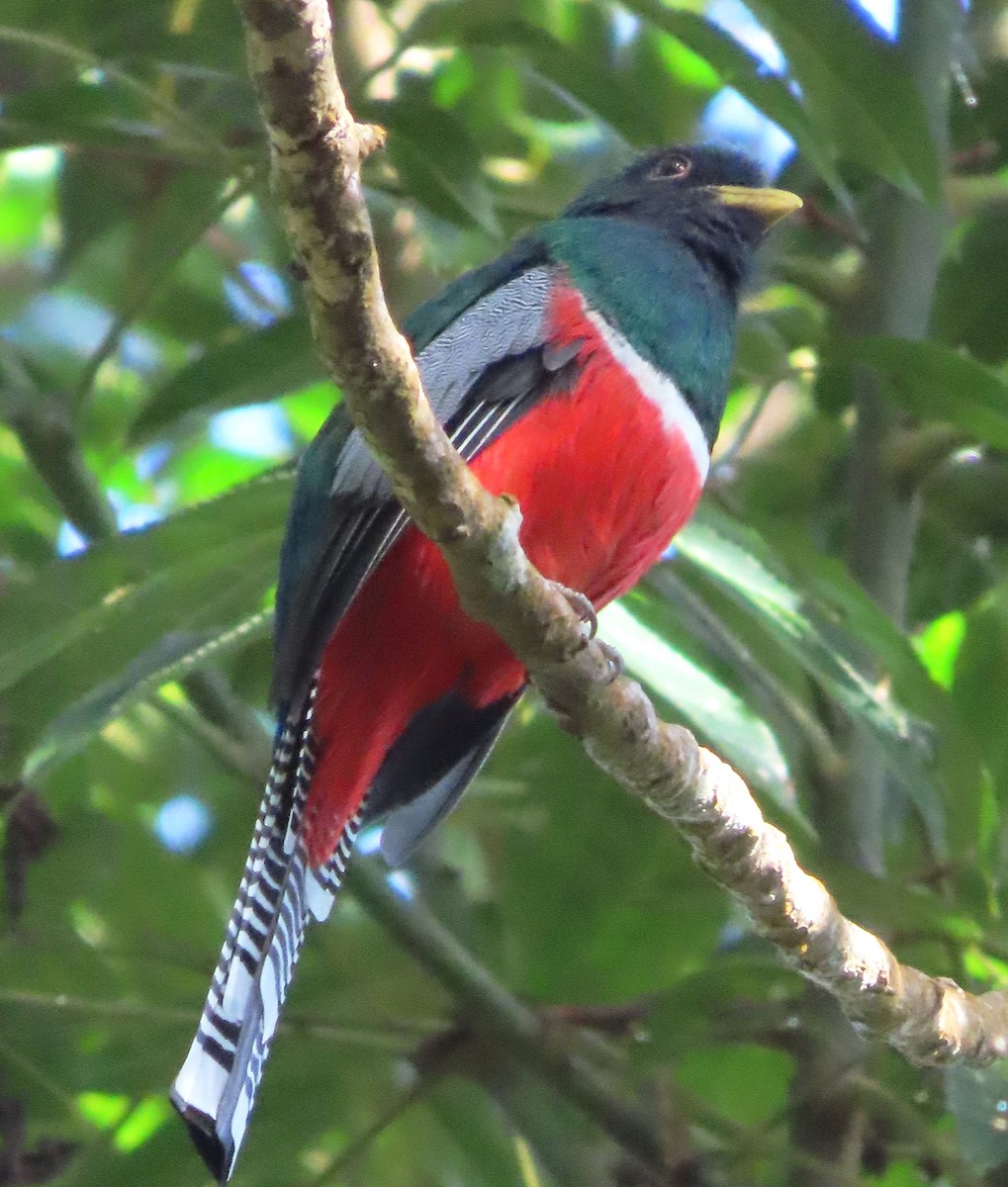 Collared Trogon - ML648854761
