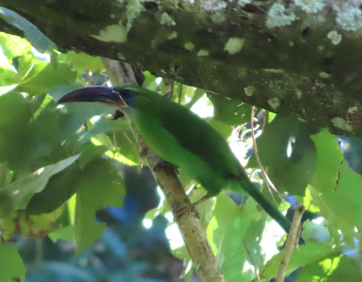 Groove-billed Toucanet - ML648854773