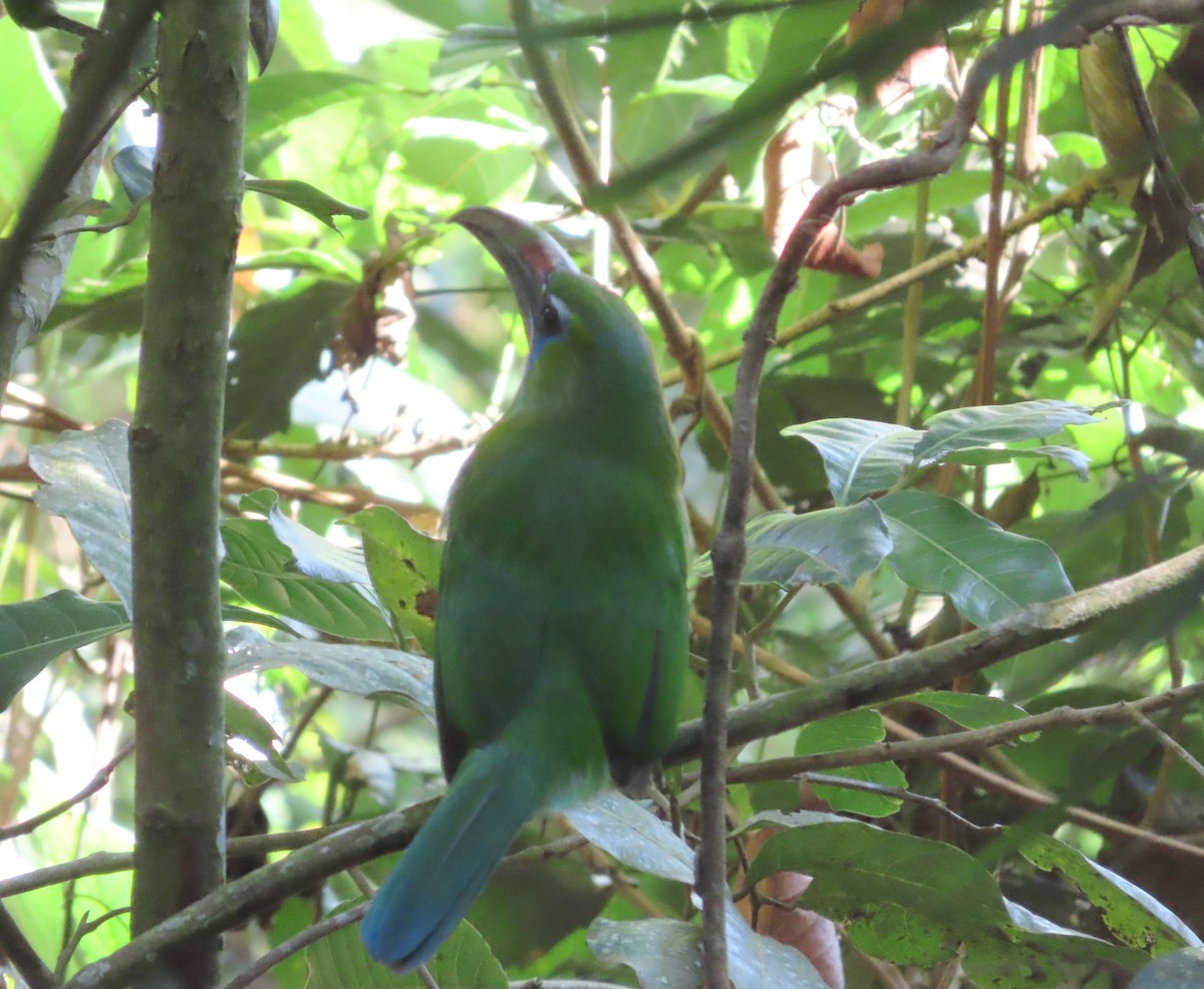 Groove-billed Toucanet - ML648854774