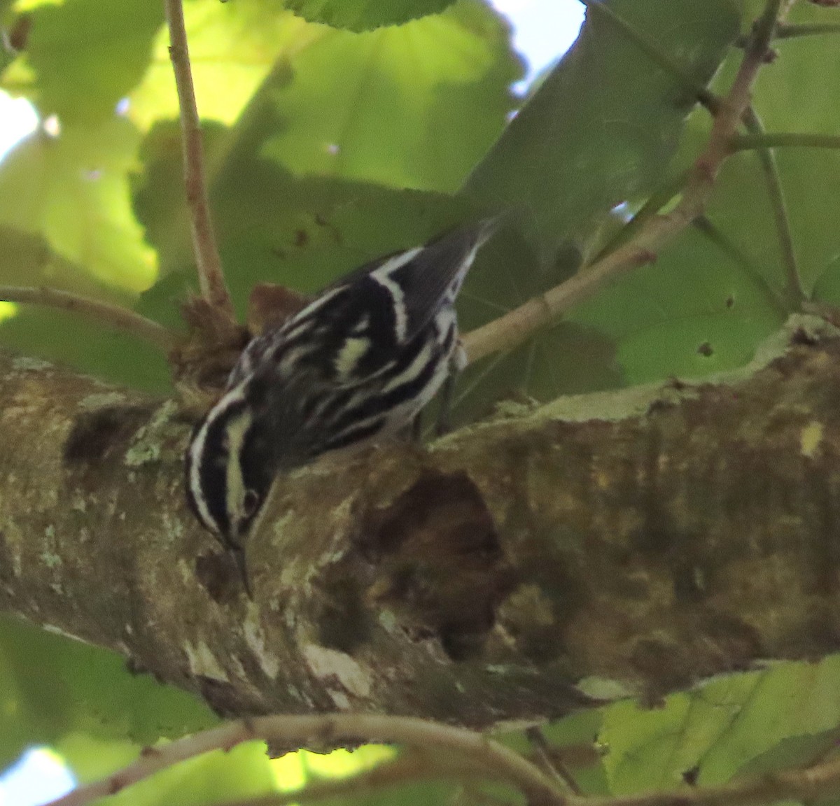 Black-and-white Warbler - ML648854801