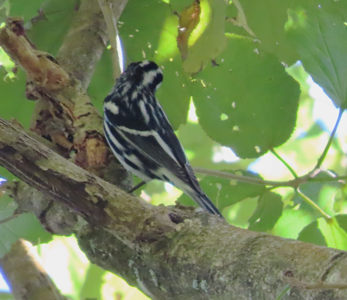 Black-and-white Warbler - ML648854802