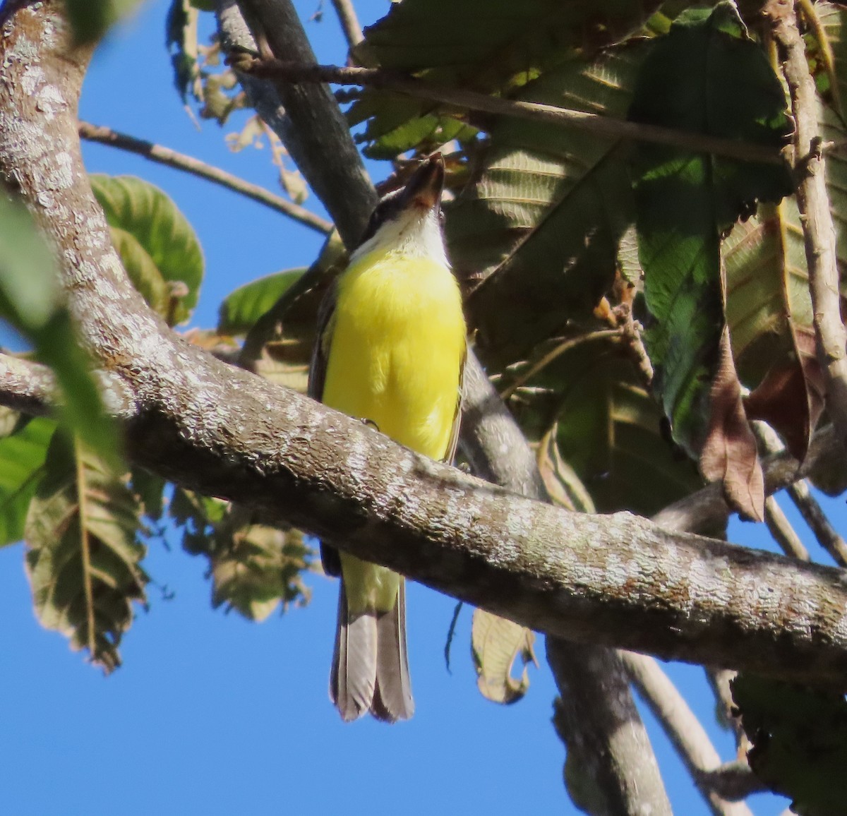 Boat-billed Flycatcher - ML648854873