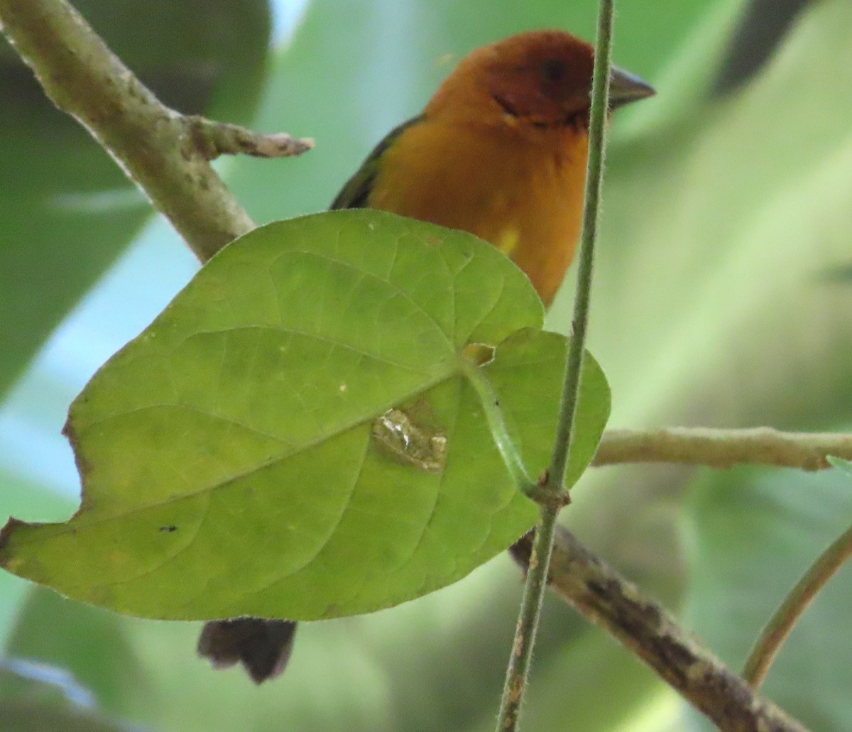 White-lined Tanager - ML648854891