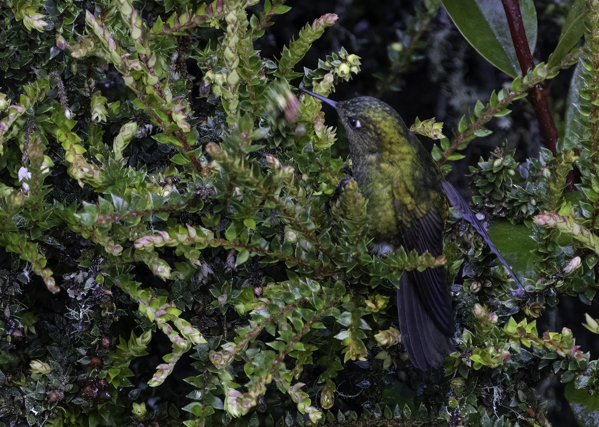 Viridian Metaltail - ML648854924