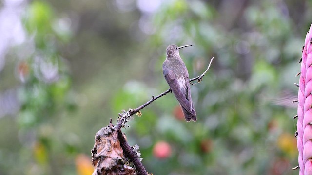 Колібрі велетенський - ML648855221