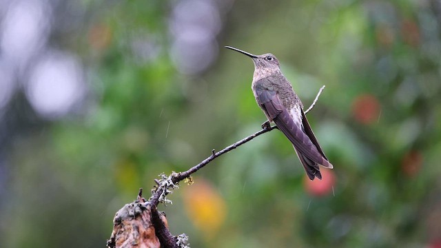 Колібрі велетенський - ML648855222