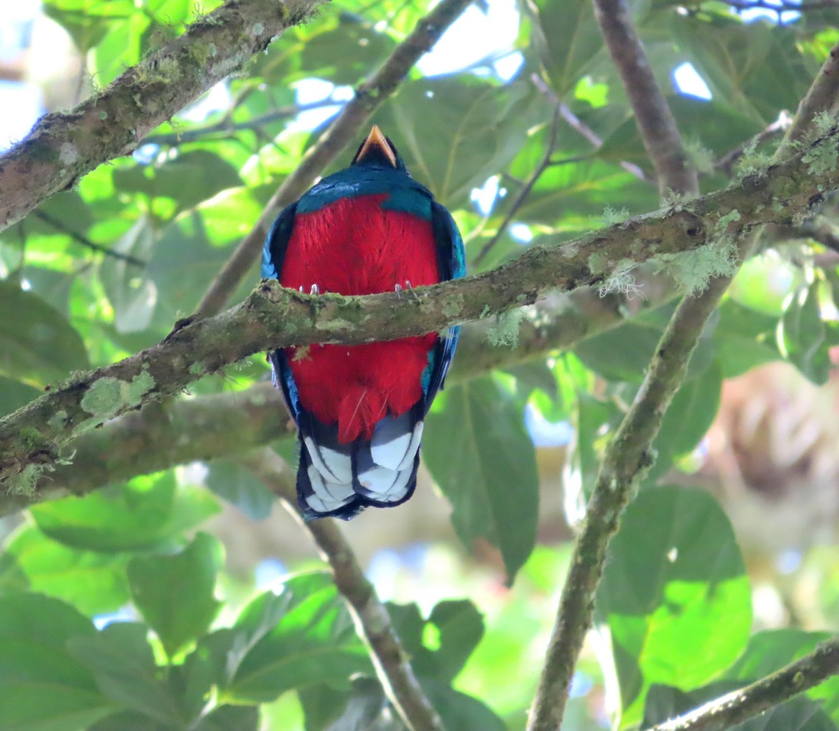 White-tipped Quetzal - ML648855280