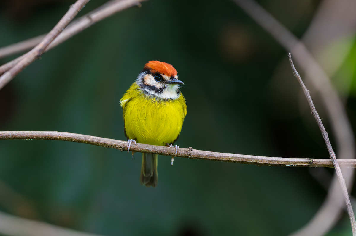 Rufous-crowned Tody-Flycatcher - ML648855669