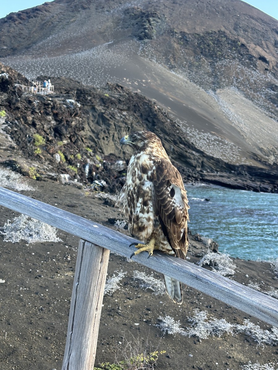 Galapagos Hawk - ML648855691