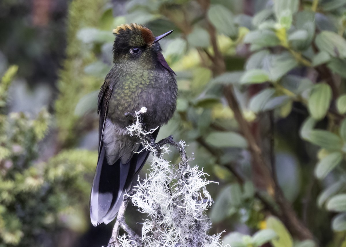 Rainbow-bearded Thornbill - ML648855804