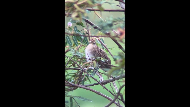 Striped Cuckoo - ML648855976