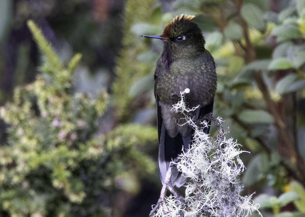 Rainbow-bearded Thornbill - ML648856023
