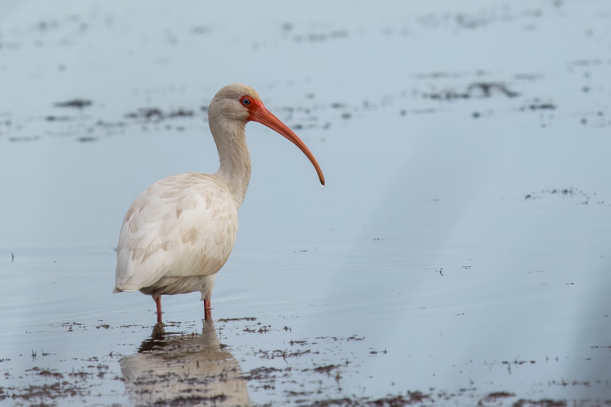 ibis bílý - ML648856026