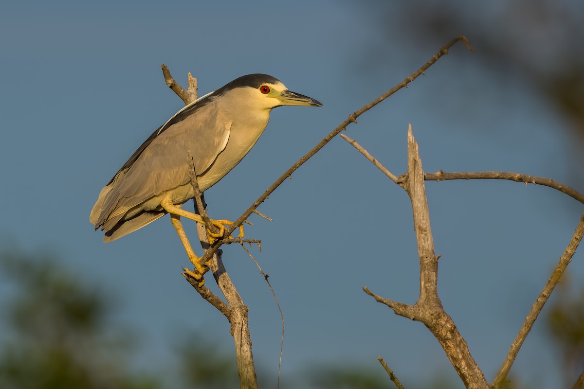 kvakoš noční - ML648856032