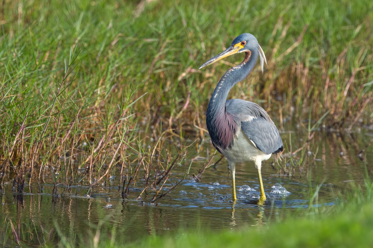 volavka tříbarvá - ML648856035