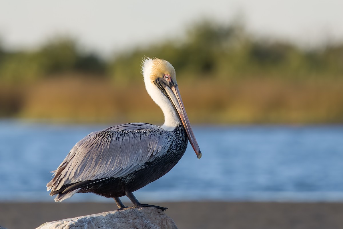 pelikán hnědý - ML648856045