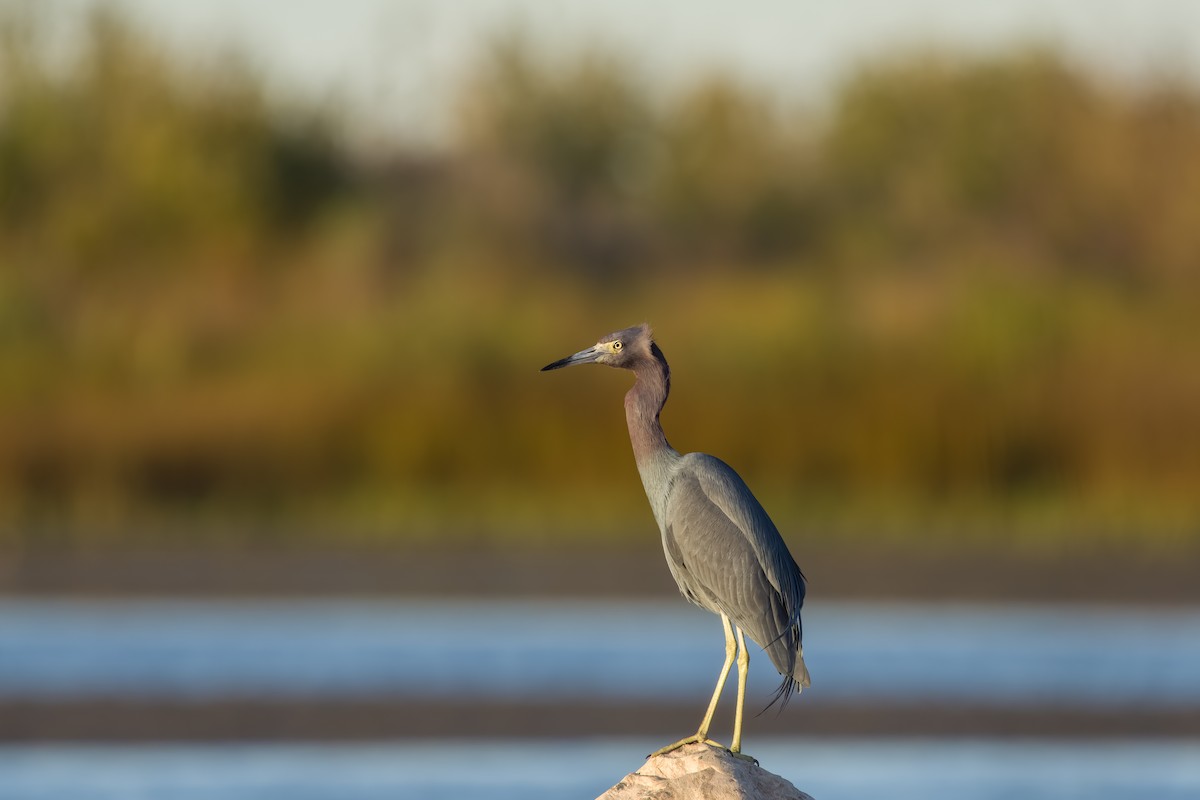 volavka modrošedá - ML648856050