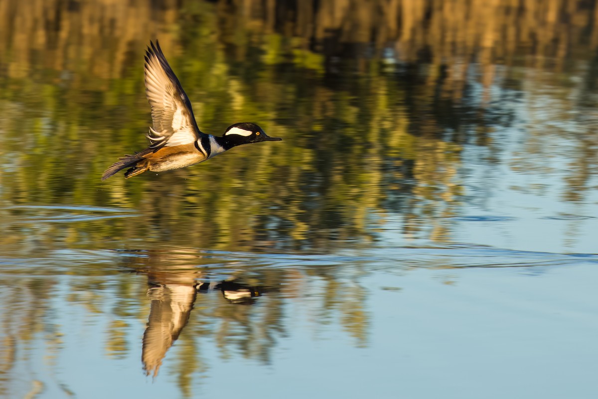 morčák chocholatý - ML648856103