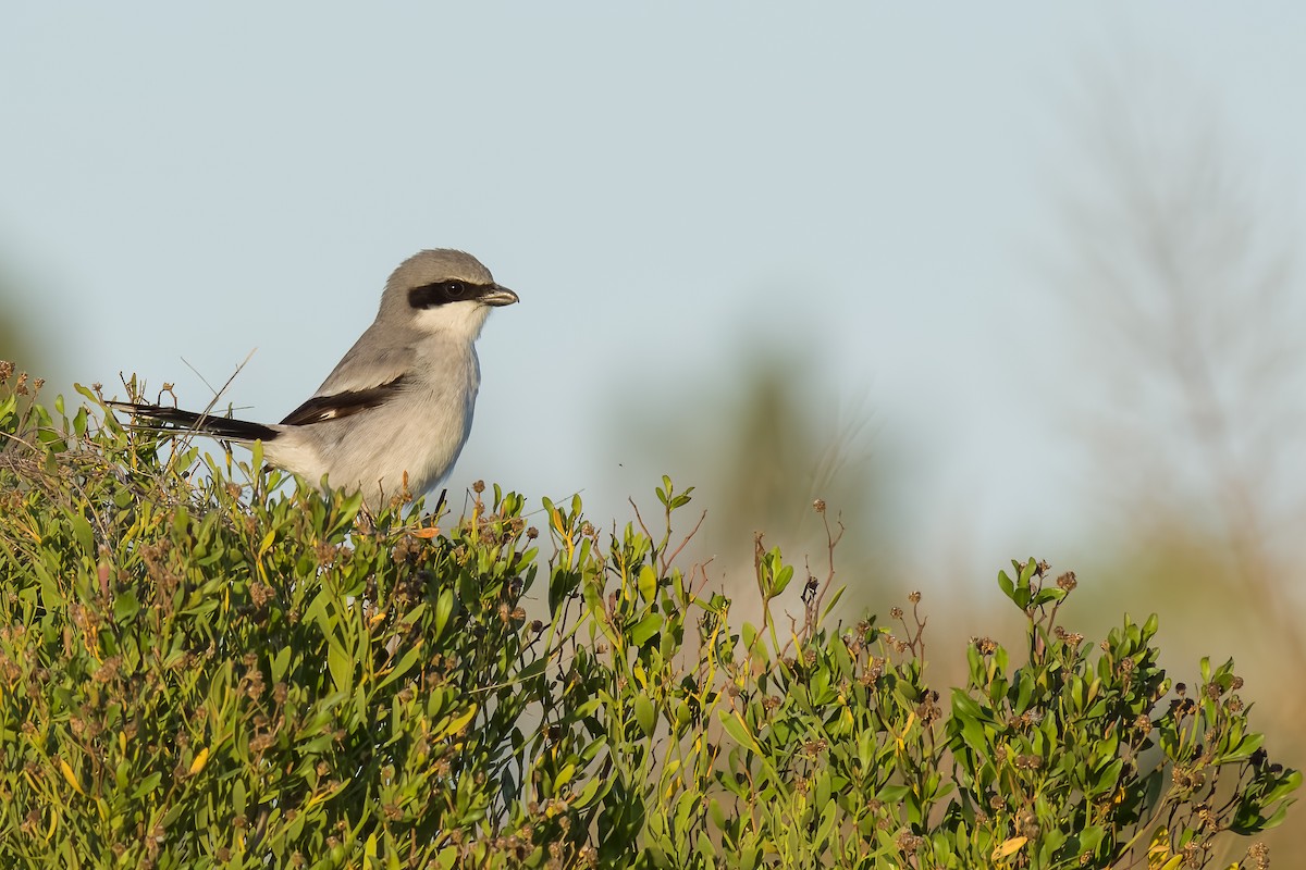 ťuhýk americký - ML648856113