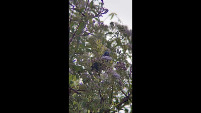 Ultramarine Grosbeak - ML648856178