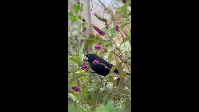 Large-billed Seed-Finch - ML648856608