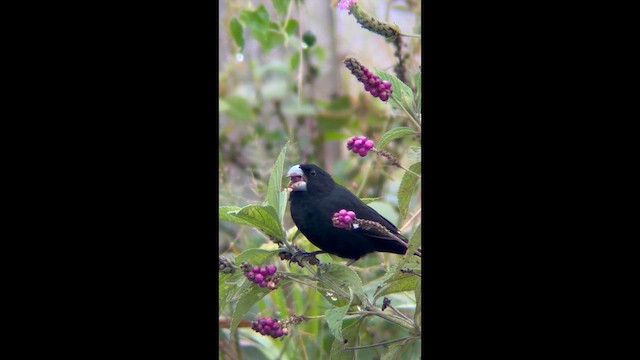 Large-billed Seed-Finch - ML648856610