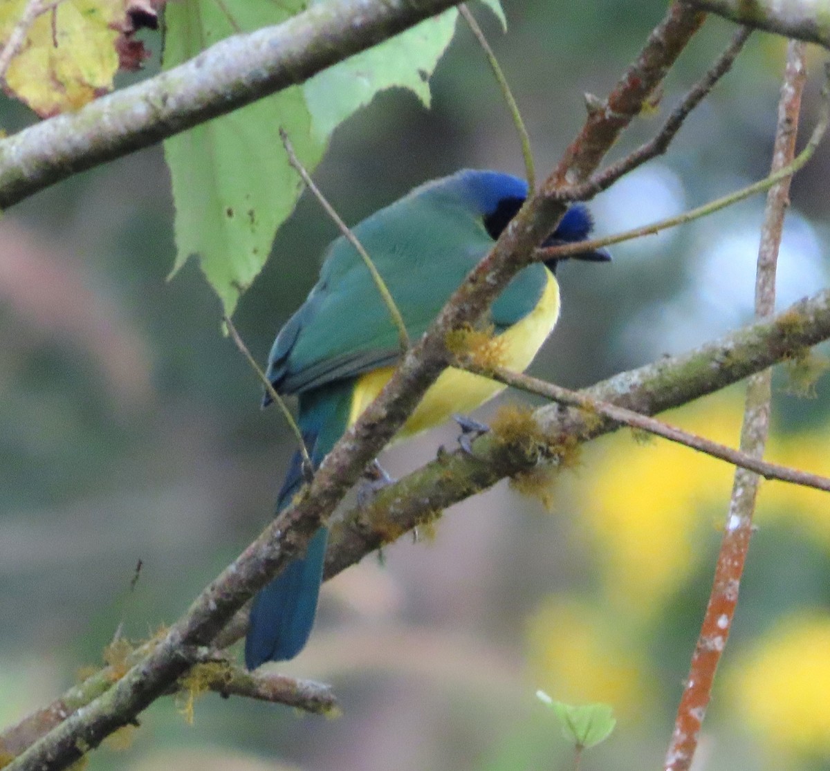 Green Jay - ML648856668