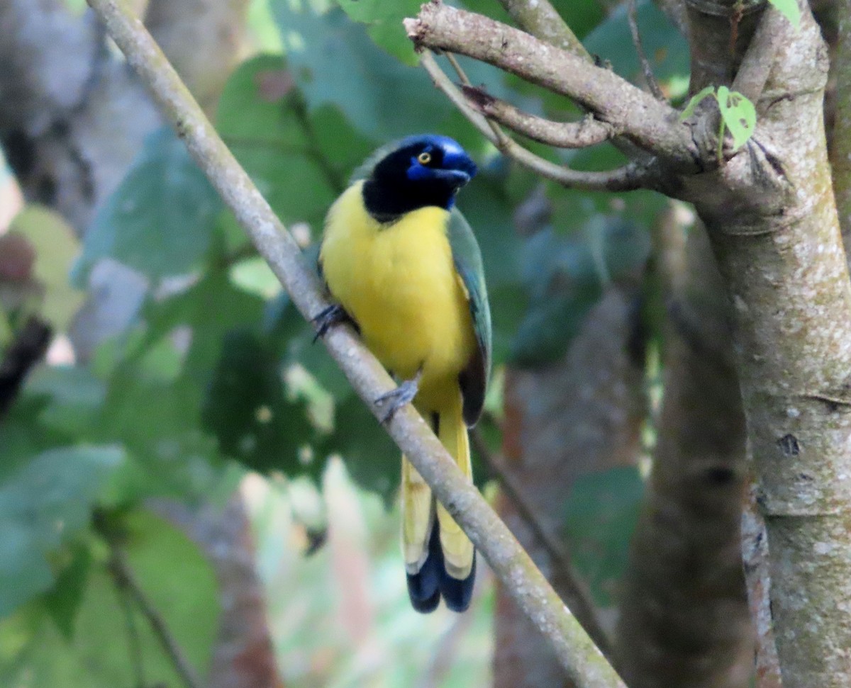 Green Jay - ML648856669