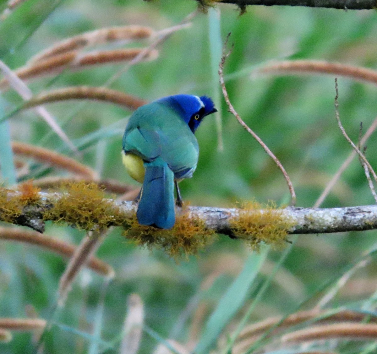 Green Jay - ML648856670