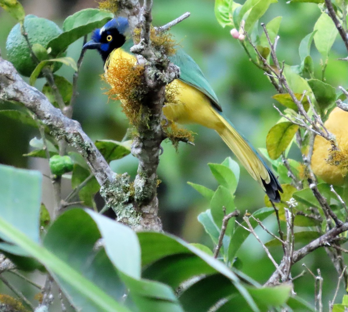 Green Jay - ML648856671