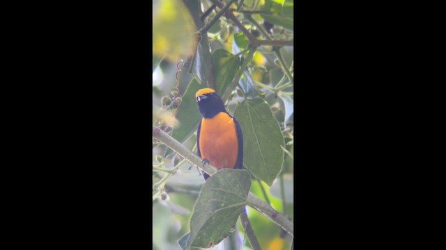 Orange-crowned Euphonia - ML648856695