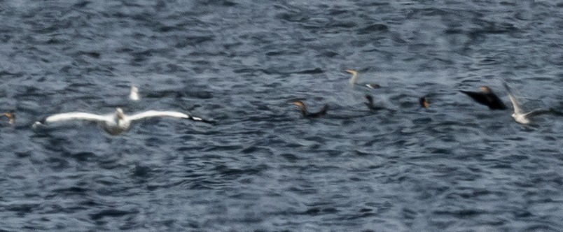 Snow Goose - ML648856894