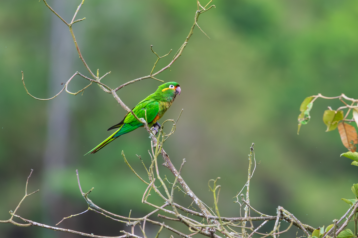 Golden-plumed Parakeet - ML648856901