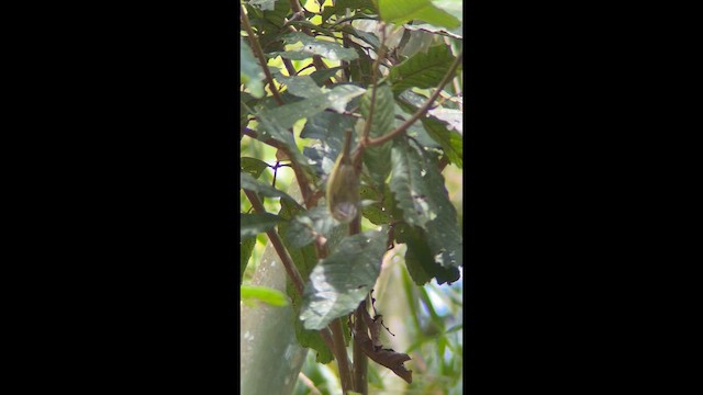 Chivi Vireo - ML648856921