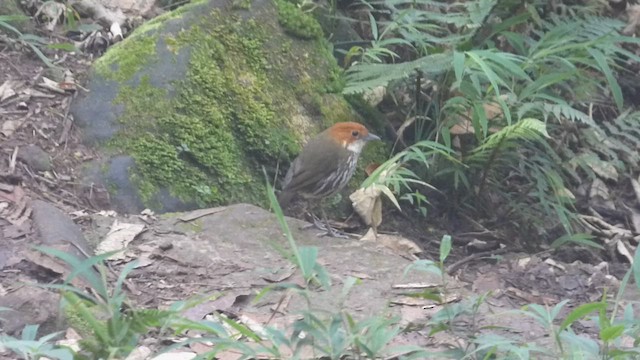 Tororoí Compadre - ML648856928