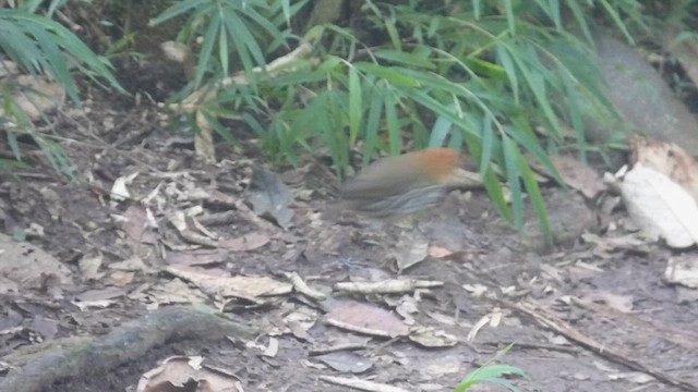 Tororoí Compadre - ML648856929