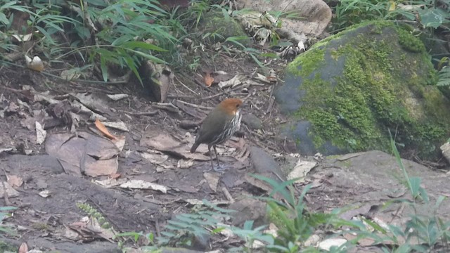 brunhodemaurpitta - ML648856930