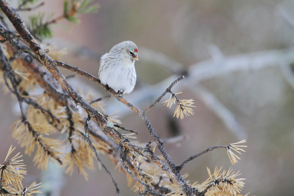 Redpoll (exilipes) - Christoph Moning