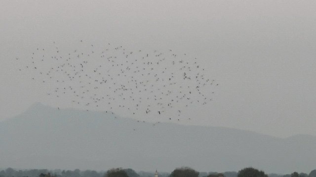 rosenstær - ML648857015