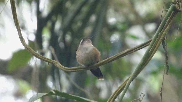 flekkolibri - ML648857027