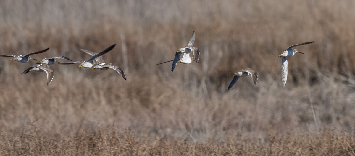 Uzun Gagalı Suçulluğu - ML648857048