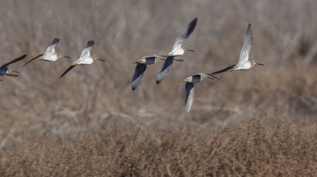 Uzun Gagalı Suçulluğu - ML648857049