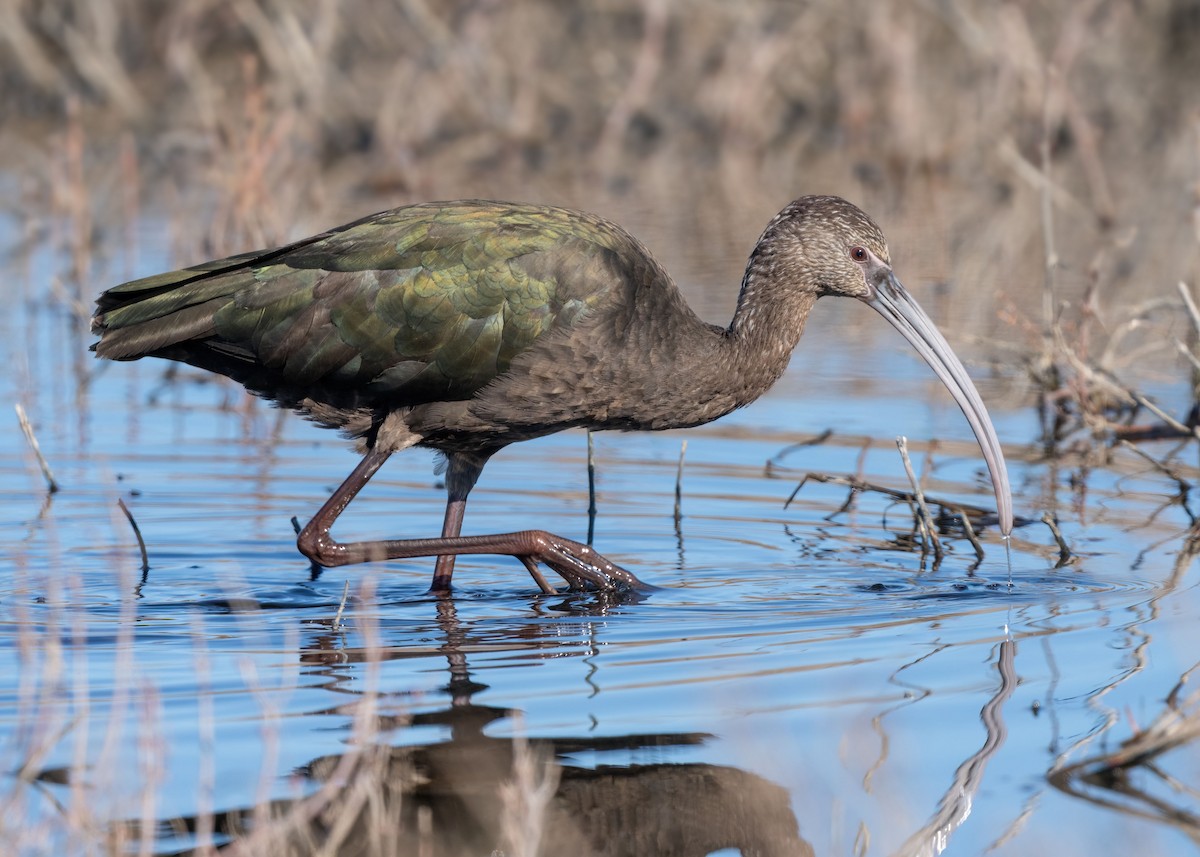 Ak Yüzlü Çeltikçi - ML648857062